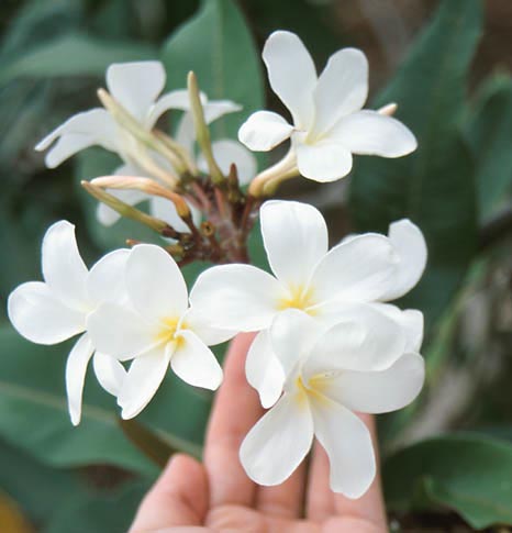 Hängender Blumentopf